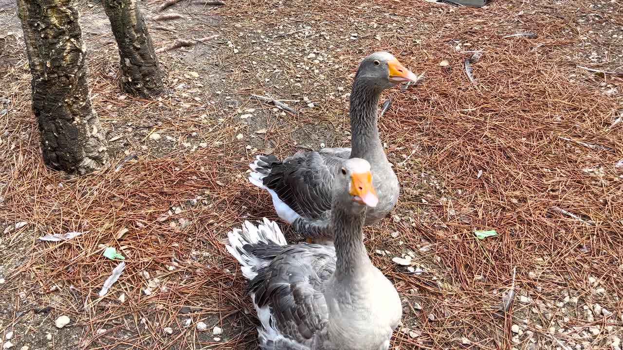 dos hermosos cisnes grises nadan en un estanque en una granja portuguesa