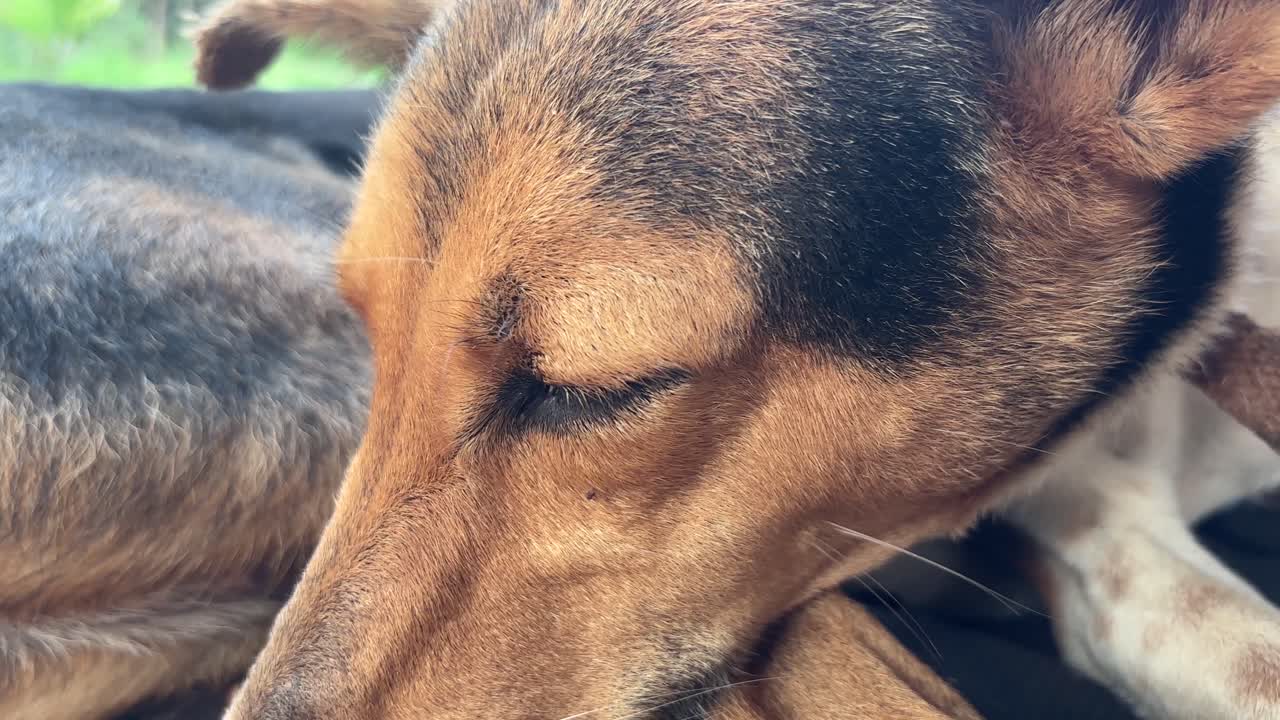 Close up shot of a country dog's eyes