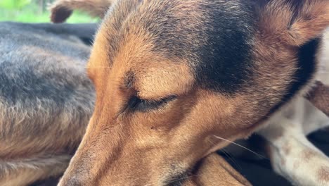 close up shot of a country dog's eyes