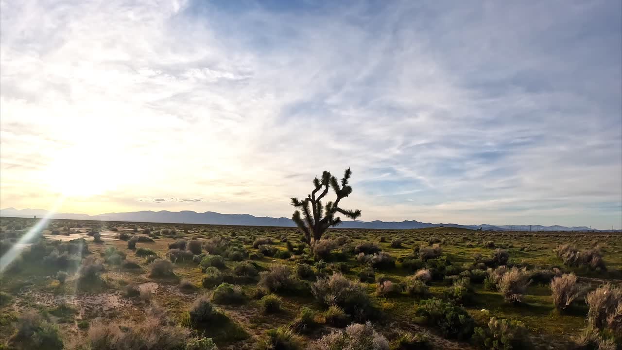 volando un dron de vista en primera persona entre las ramas de un árbol de josué en el desierto de mohave