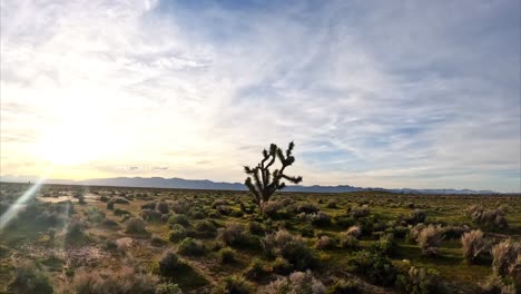 flying a first-person view drone between the branches of a joshua tree in the mohave desert