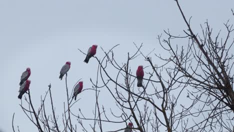 un montón de pájaros galah sentados en la parte superior del árbol, dos galahs vuelan en un día lluvioso gris