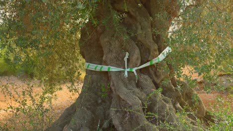 ancient olive tree protected by the valencian community in spain