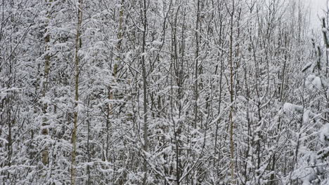 snow-covered forest