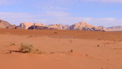 Arabian-camel-walking-over-red-vast-wilderness-of-sandy-desert-with-mountainous-landscape-in-Wadi-Rum,-Jordan,-Middle-East