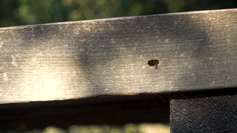 Carpenter-ants-carving-out-wood,-spitting-out-dust