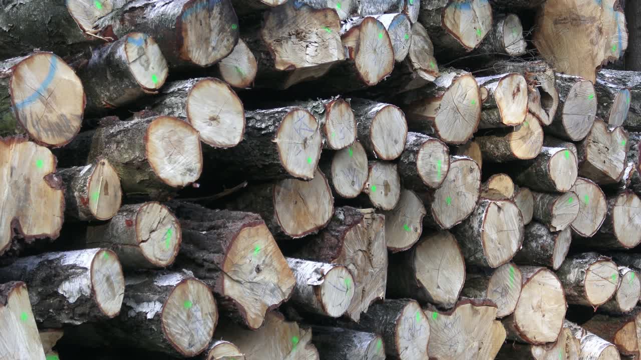 una vista de una enorme pila de troncos de abedul.