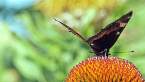 fotografía macro de una pequeña mariposa naranja de concha recogiendo néctar de una flor cónica púrpura sobre fondo verde