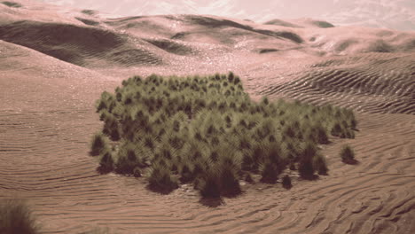 green grass in liwa desert