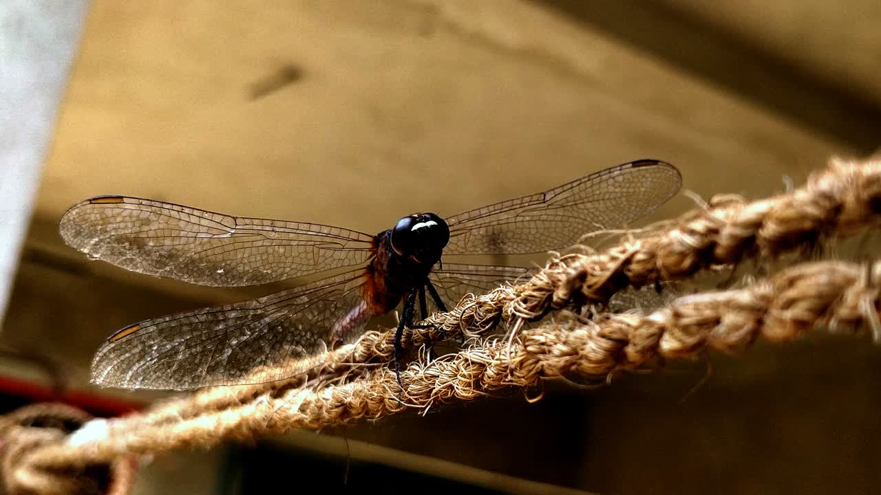 A grasshopper idling on a coconut fiber rope. Grasshopper open it's mouth twice. If you look closely that looks monstrous.