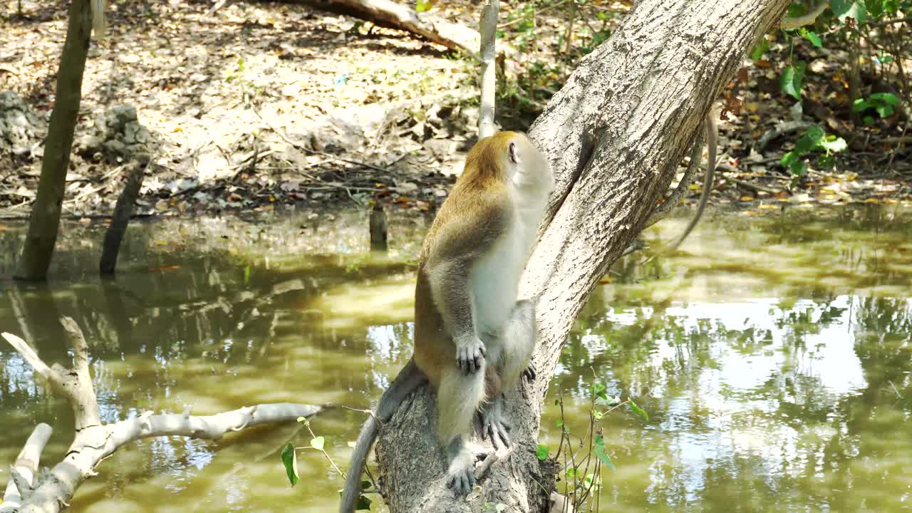 mono salvaje sentado en el árbol comiendo maní