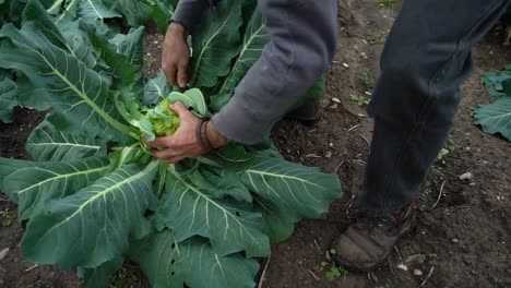 a farmer cuts produce from the stem