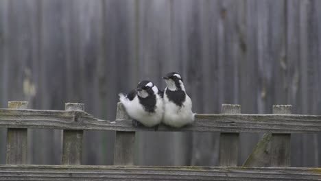 Magpie-lark-Mudlark-Perched-On-Fence-Trellis-With-Two-Young-Juveniles-Australia-Maffra-Gippsland-Victoria-Slow-Motion