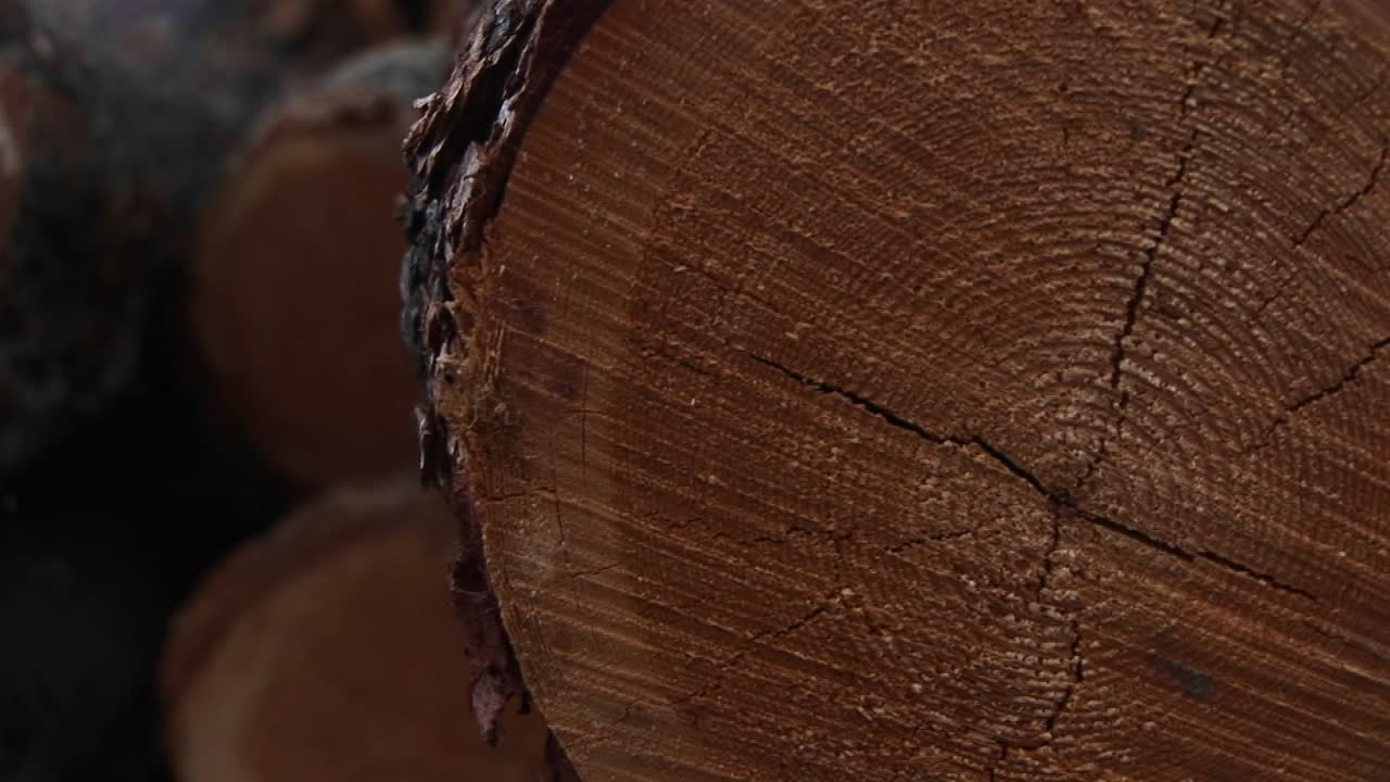 un primer plano extremo de troncos cortados con anillos de marcas de sierra y corteza