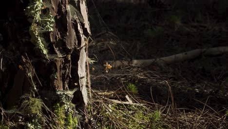 4.000-Spinnweben-Am-Fuß-Einer-Kiefer,-Umgeben-Von-Etwas-Moos-Und-Kiefernnadeln-Sowie-Einer-Lorbeerkiefer