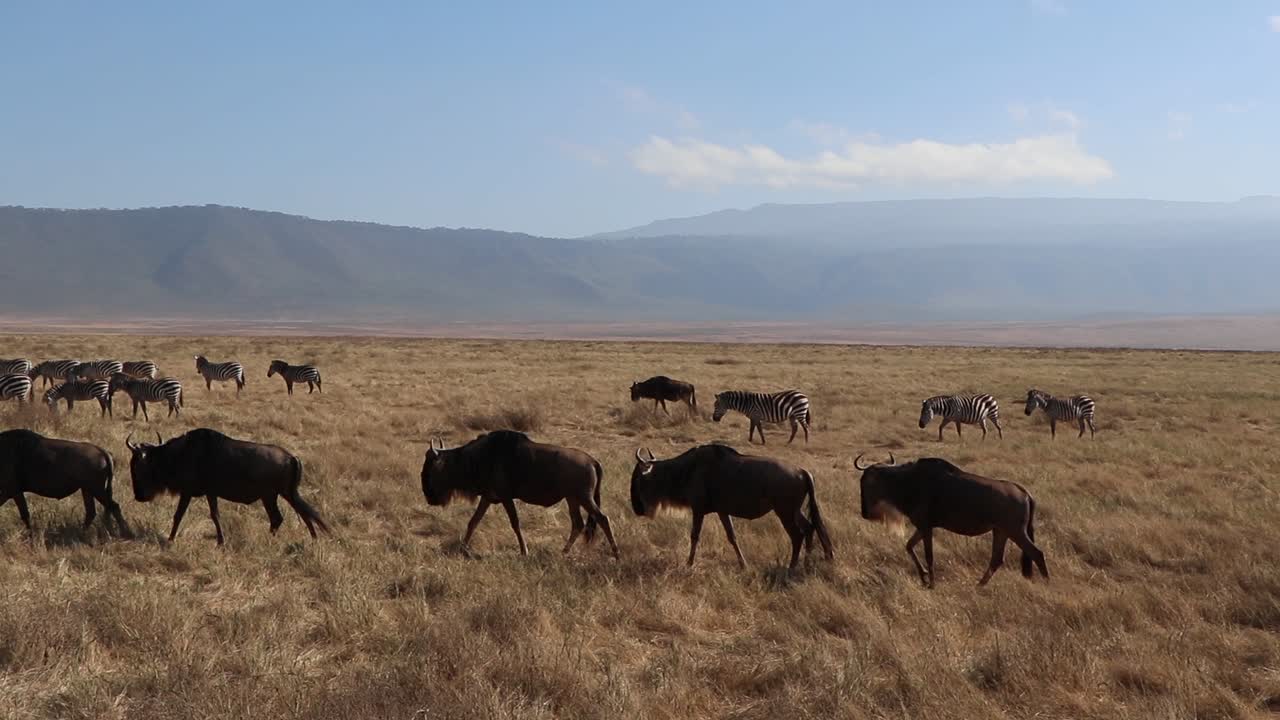A slow motion clip of a herd wildebeest, Connochaetes taurinus or Gnu marching across a open plain during migration season in the Ngorongoro crater Tanzania