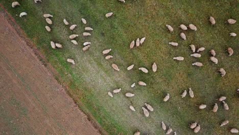 aerial view of a flock of sheeps moving around in a field