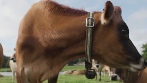 curious brown cow looks down camera lens