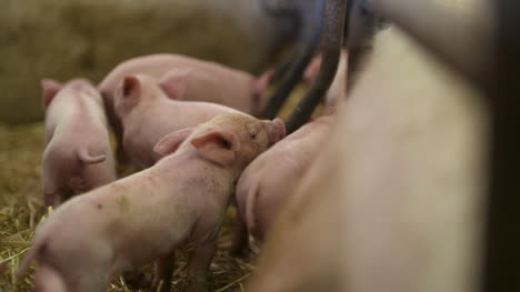 pigs on livestock farm pig farming young piglets at stable 30