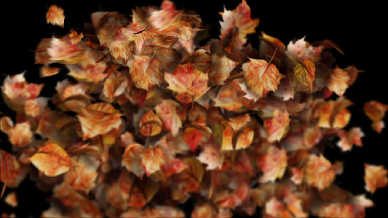 Autumn Leaves Transition on black background - Leaf Particles Reveal Element
