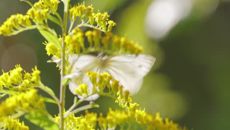 Pieris-brassicae,-the-large-white-butterfly,-also-called-cabbage-butterfly.-Large-white-is-common-throughout-Europe,-north-Africa-and-Asia-often-in-agricultural-areas,-meadows-and-parkland.