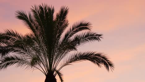 sunset sky palm top wind moving 4k spain