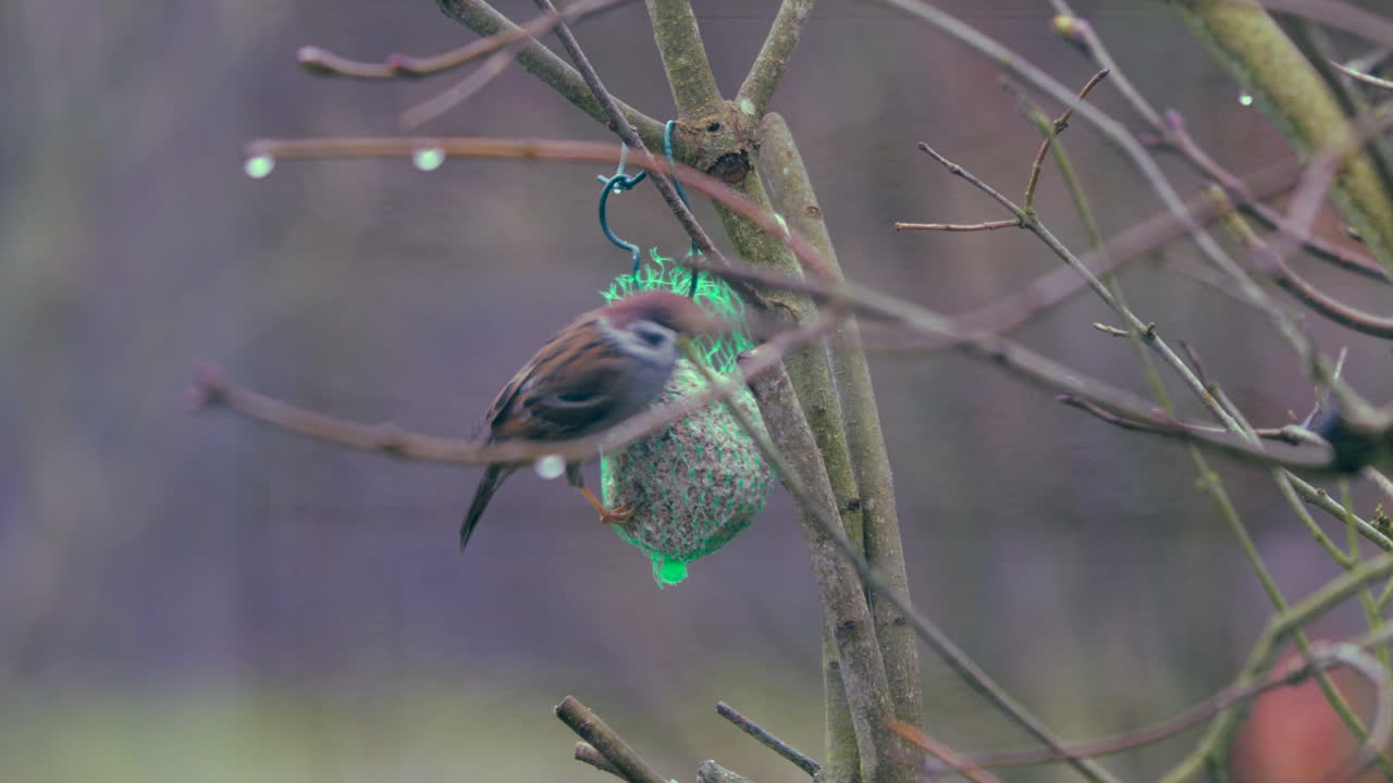 참새가 나뭇가지에 매달린 박새만두에서 음식을 고른다