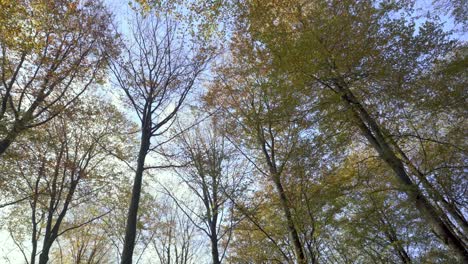 árboles de hoja caduca en otoño, escena estacional, vista hacia arriba