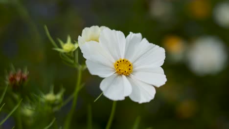 white cosmos flowers gently swaying in garden