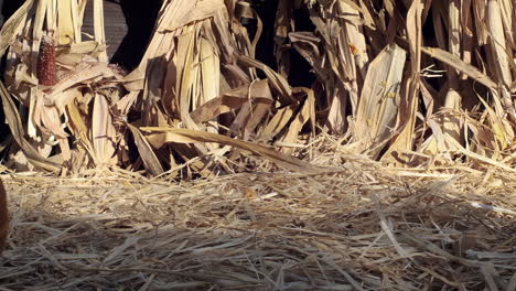 Medium-shot-of-a-jack-o-lantern-as-it-falls-in-slow-motion,-hits-the-ground-and-rolls-towards-camera,-passing-from-screen-left-to-screen-right