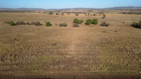 aerial view of cattle grazing in dry australian outback