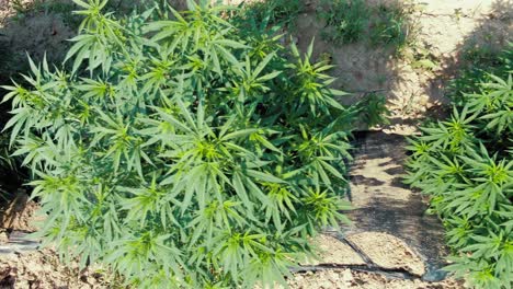 Extreme-close-up-trucking-shot-of-marijuana-plants-growing-in-neat-rows,-with-black-plastic-keeping-soil-warm-for-plants