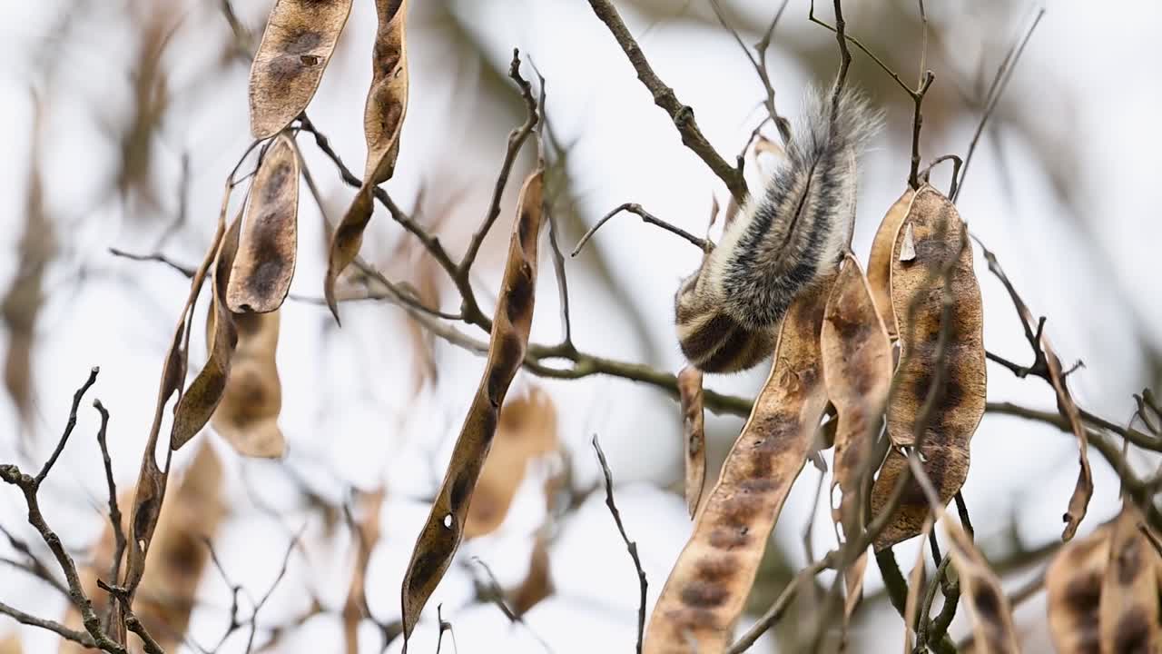 Morbida luce diurna che illumina trame di pelliccia a strisce contro uno scenario di sfondo di foglie tenui