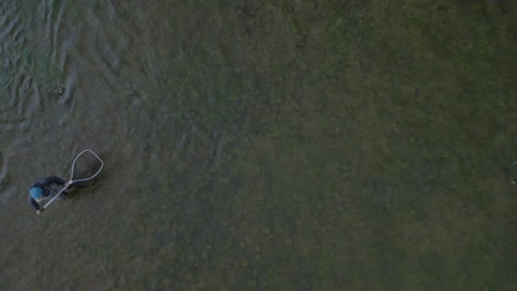 imágenes de drones de un pescador de mosca rodando en una gran trucha arco iris como guía está tratando de la red
