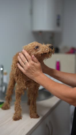 dog grooming session