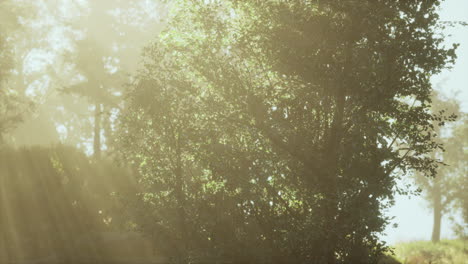 luz del sol del bosque brumoso