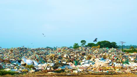 pájaros volando alrededor de la pila de basura en el vertedero de residuos