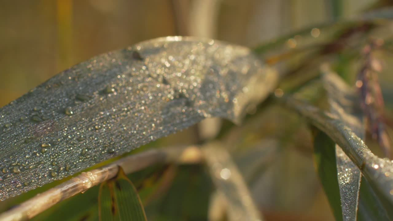 primer plano de una hoja de bosque con gotas de agua hora dorada