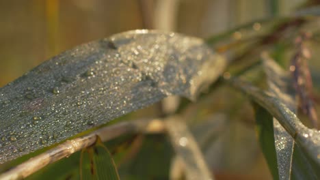 Nahaufnahme-Auf-Einem-Waldblatt-Mit-Wassertropfen-Goldene-Stunde