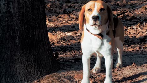 beautiful beagle dog