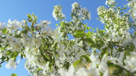 Apple-flowers-blooming-against-sunny-sky-on-spring-day.-Tree-flowers-blooming