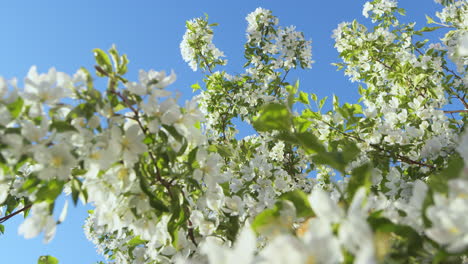 apple flowers blooming against sunny sky on spring day. tree flowers blooming