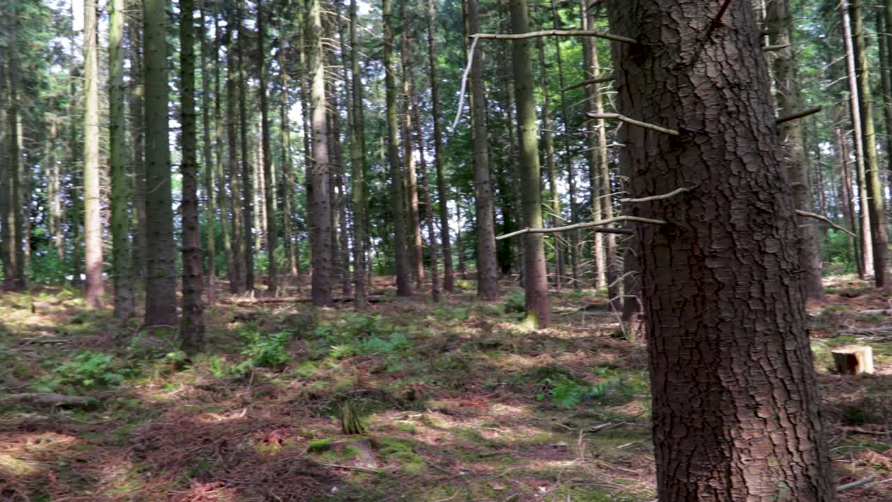 Splendida veduta della foresta da destra a sinistra