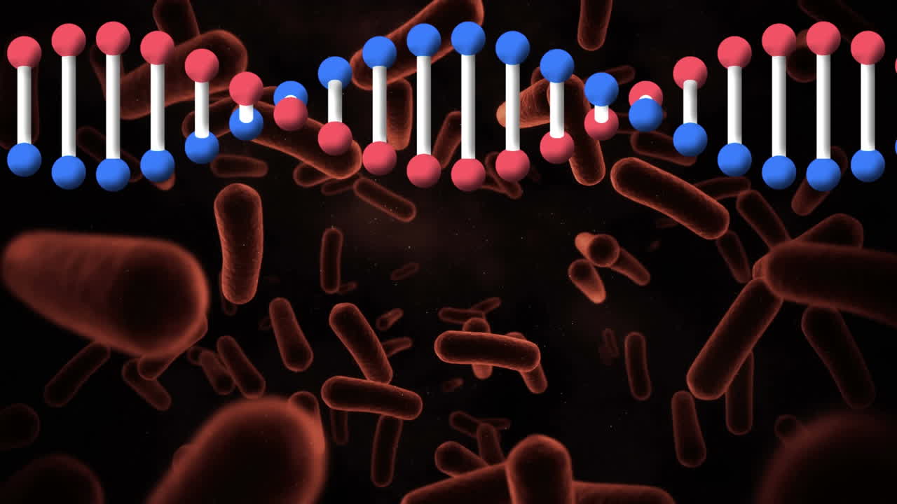 Animazione di un filamento di DNA che ruota sopra i globuli rossi