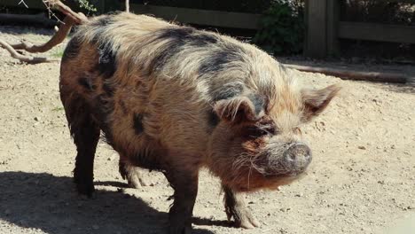 „Kunekune“,-Neuseeländische-Schweinerasse