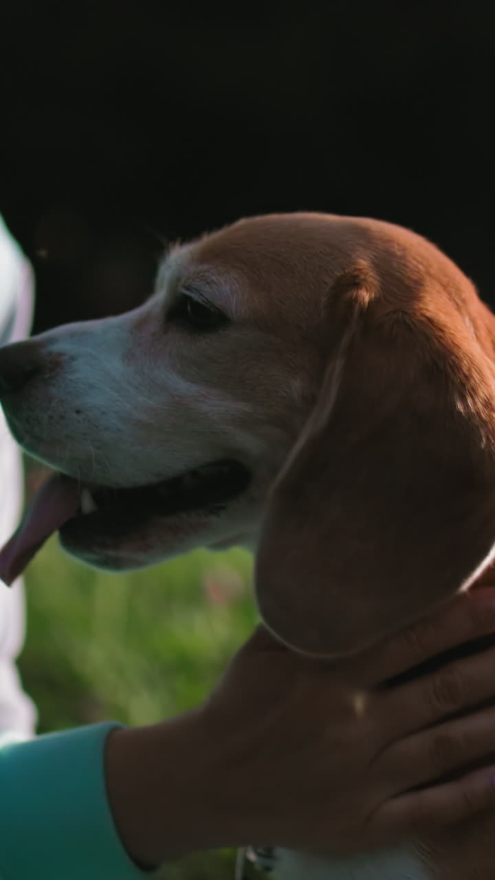 Cane gioioso con il suo proprietario all'aperto, ritratto spontaneo di un beagle vivace e del suo proprietario fuori, alla luce del sole. Un beagle allegro si gode le affettuose carezze in un lussureggiante campo verde sotto la luce intensa del sole