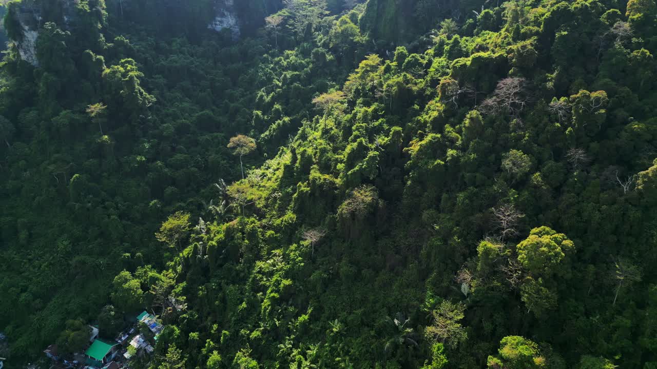 la luz del sol brilla en un denso y vibrante bosque verde que cubre una ladera de la montaña en el sureste de asia.
