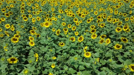 aerial view of sunflower field on sunny day