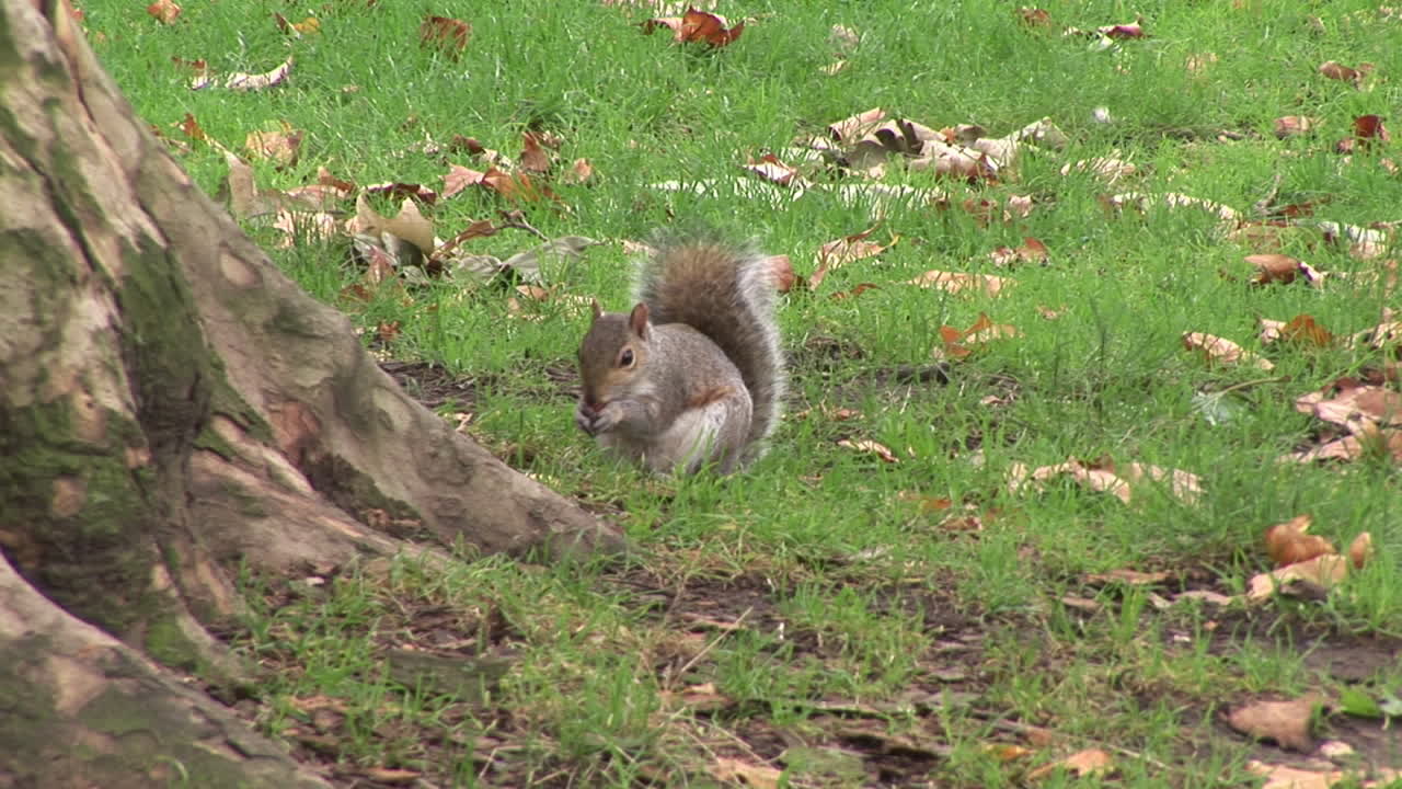 Legesyg egern i en park