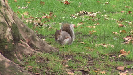 ardilla juguetona en un parque